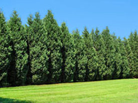 Evergreen Trees That Grow In Shade In Ontario - Fast-Growing Privacy Trees That Grow In Shade