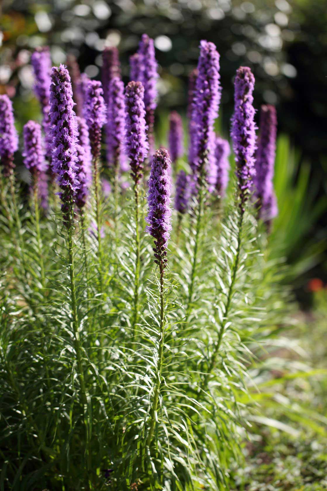 Perennial Flowers for a Stunning Design