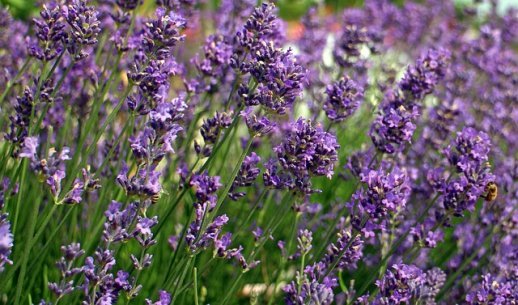 Purple Plant That Looks Like Lavender - Lavender Type Plants