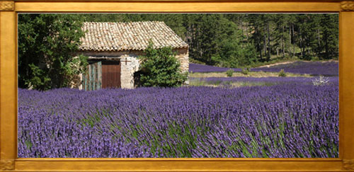 Purple Perennial Flowers