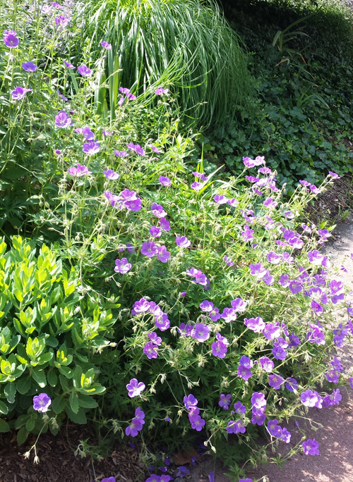 A beautiful perennial called Geranium 'Johnson's Blue'.