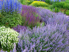 Catmint is one of my favorite perennials