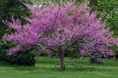 Names Of Flowering Trees In The Spring / Here are 10 types to choose ...
