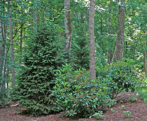 Spruce and Rhododendron